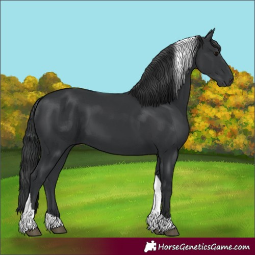 Horse Color:Black Tobiano Rabicano 