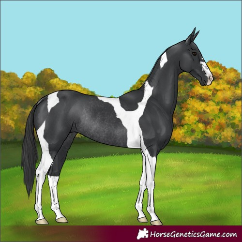 Horse Color:Black Tobiano Rabicano 