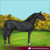 Horse Color:Black 