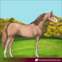 Horse Color:Gold Champagne Splash Tobiano