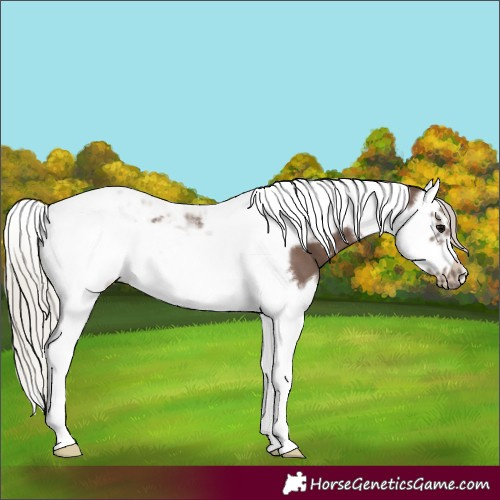 Horse Color:Silver Black Splash Tobiano Frame 