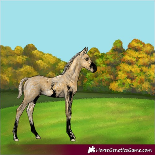 Horse Color:Void Palomino Ice Sabino 