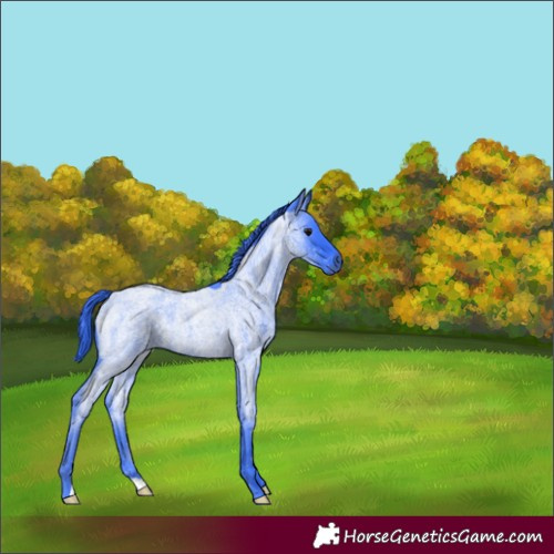 Horse Color:Watercolor Blue Roan 