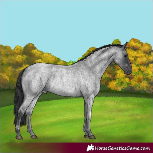 Horse Color:Blue Roan 
