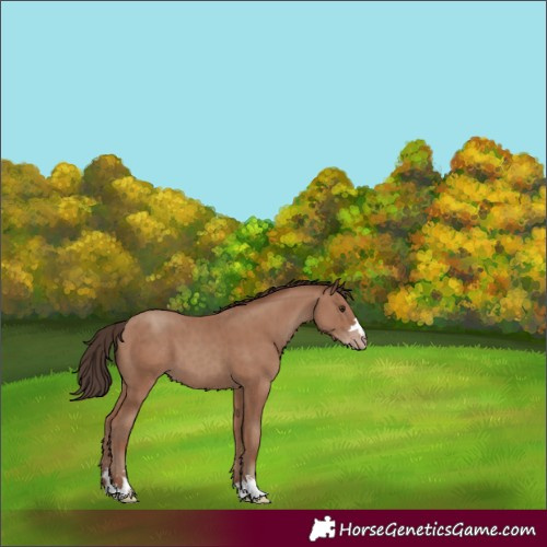 Horse Color:Classic Champagne 