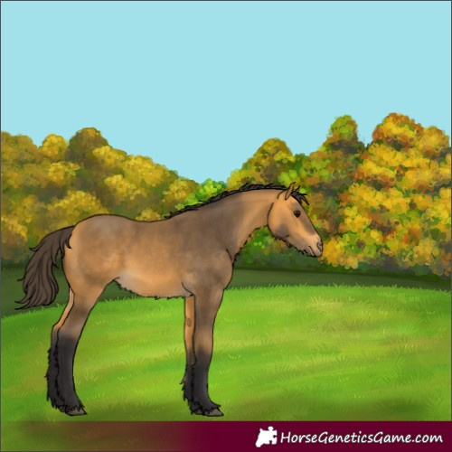 Horse Color:Buckskin 
