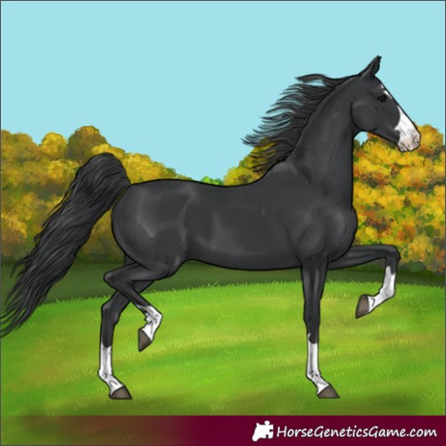 Horse Color:Black