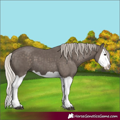 Horse Color:Silver Black Splash 