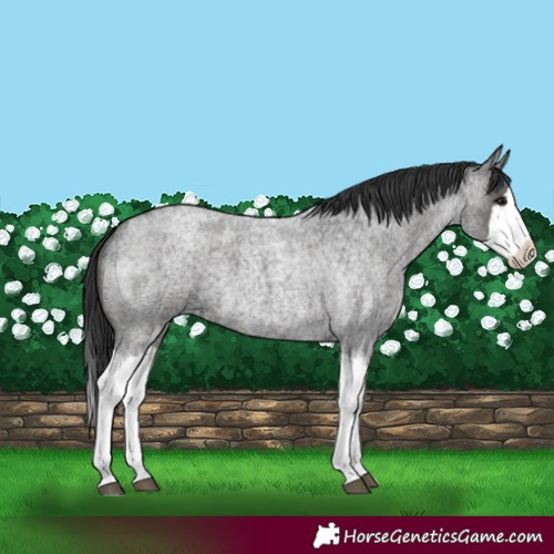 Horse Color:Blue Roan Splash