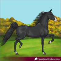 Horse Color:Black Splash 