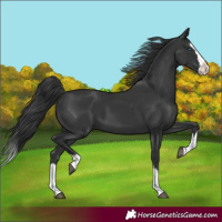 Horse Color:Black Splash
