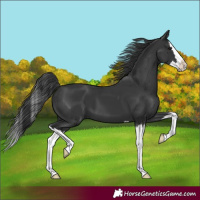 Horse Color:Black Splash