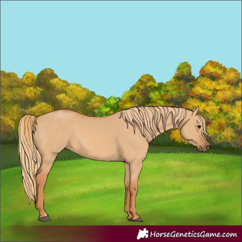 Horse Color:Red Dun 