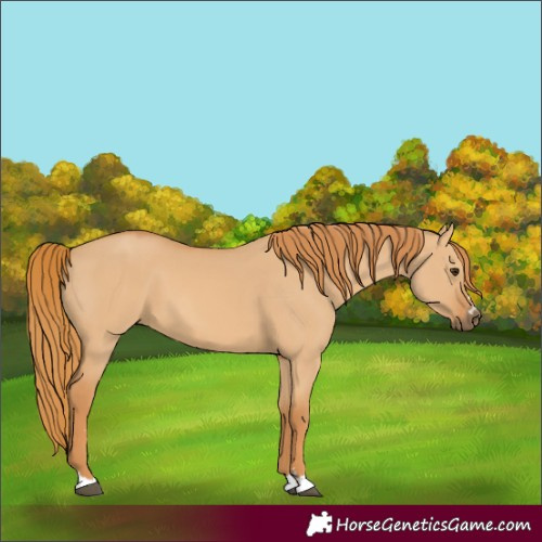 Horse Color:Red Dun