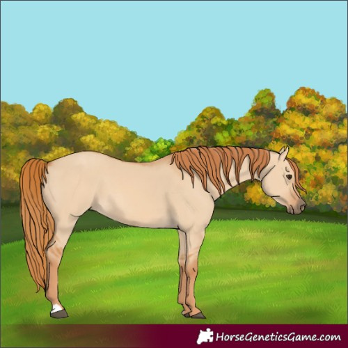 Horse Color:Red Dun