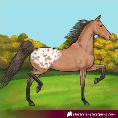 Horse Color:Bay Appaloosa 