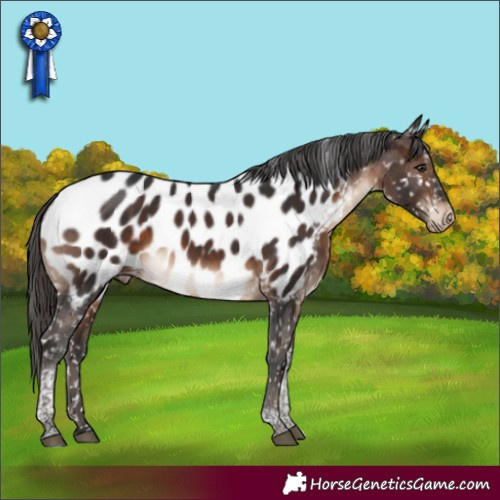 Horse Color:Brown Tobiano Appaloosa Rabicano 
