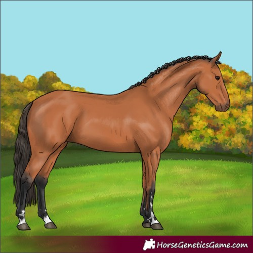 Horse Color:Bay 