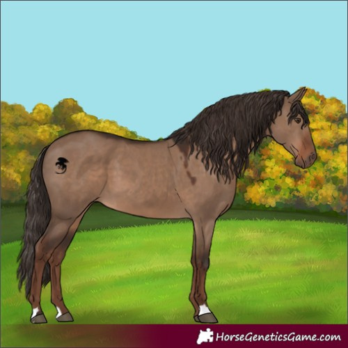 Horse Color:Liver Red Dun 