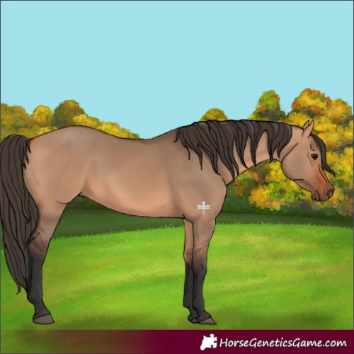 Horse Color:Bay Dun 