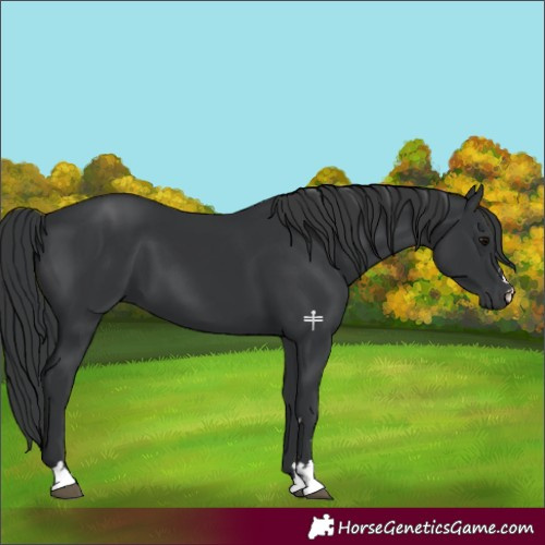 Horse Color:Black 