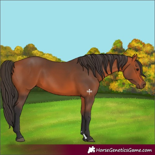 Horse Color:Bay 
