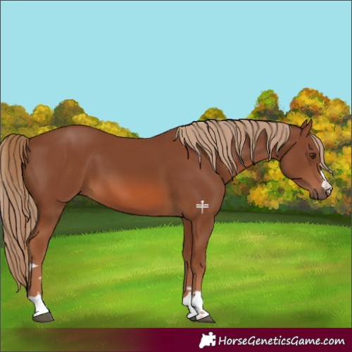 Horse Color:Chestnut 