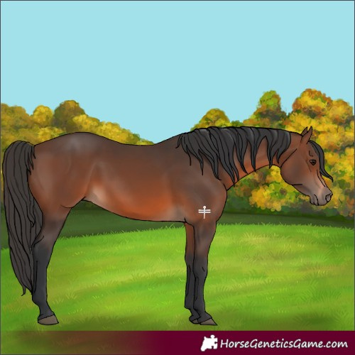 Horse Color:Brown 