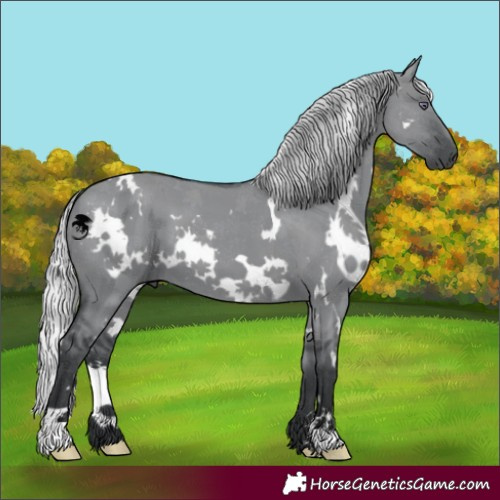 Horse Color:White Spotted Silver Grullo Chinchilla 