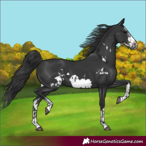 Horse Color:Black Splash Frame and Black Splash Frame