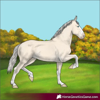 Horse Color:Cremello Splash  and Cremello Splash 