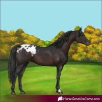 Horse Color:Brown Appaloosa