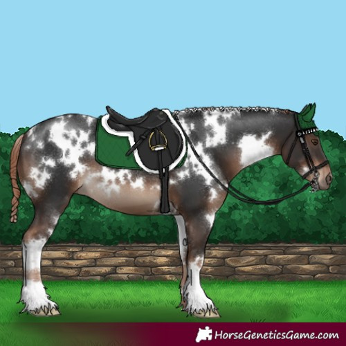 Horse Color:White Spotted Liver Chestnut 