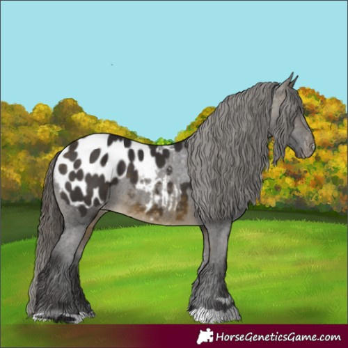 Horse Color:Buckskin Appaloosa 