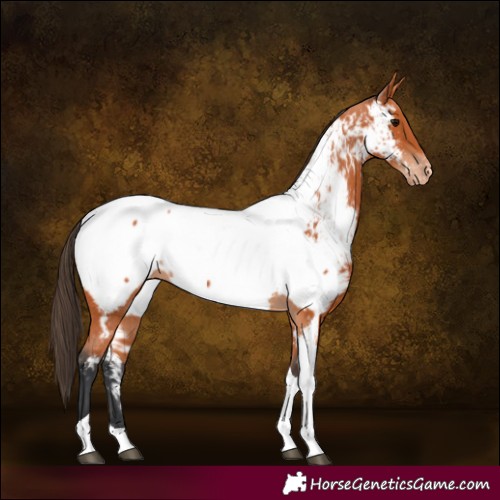 Horse Color:Bay Tobiano Appaloosa