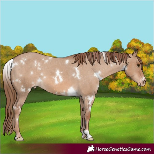 Horse Color:White Spotted Red Dun Appaloosa 