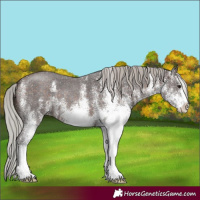 Horse Color:White Spotted Silver Brown 