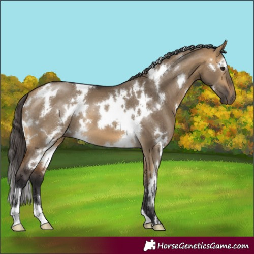 Horse Color:White Spotted Buckskin Dun 