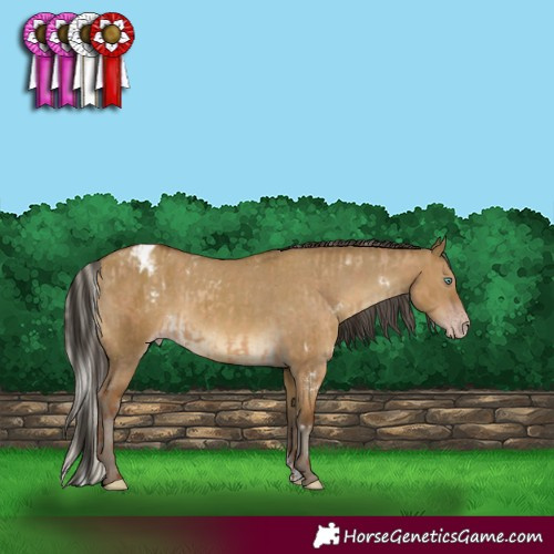 Horse Color:Gray White Spotted Silver Classic Champagne Dun Rabicano  and Gray Classic Cream Champagne Dun Sabino Appaloosa Rabicano 