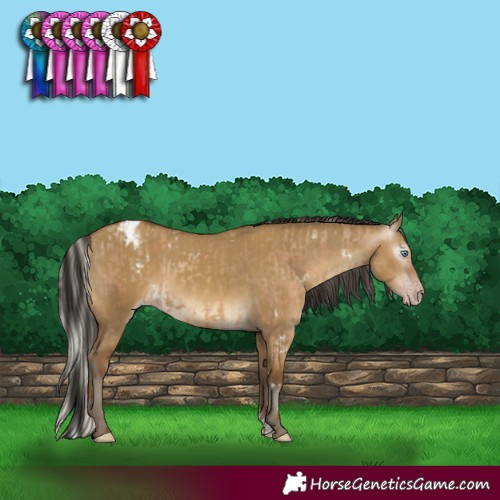 Horse Color:Gray White Spotted Silver Classic Champagne Dun Rabicano  and Gray Classic Cream Champagne Dun Sabino Varnish Rabicano 