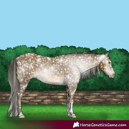 Horse Color:Gray White Spotted Classic Cream Champagne Tobiano Appaloosa Rabicano 