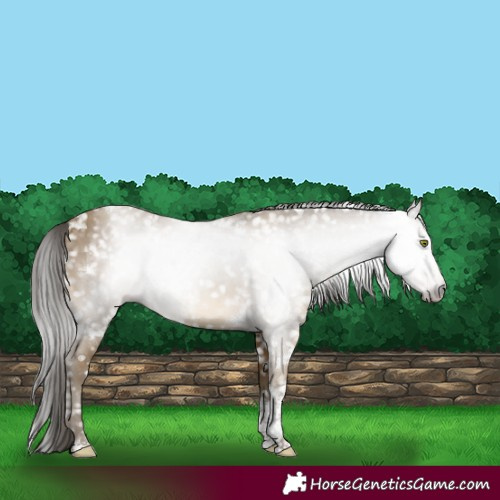 Horse Color:Gray White Spotted Classic Cream Champagne Tobiano Snowflake Varnish Rabicano 