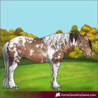 Horse Color:Gray White Spotted Amber Champagne Mushroom Tobiano Appaloosa Rabicano