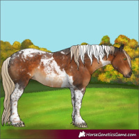 Horse Color:Gray Chocolate Palomino Tobiano 