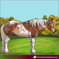 Horse Color:Gray Chocolate Palomino Tobiano 