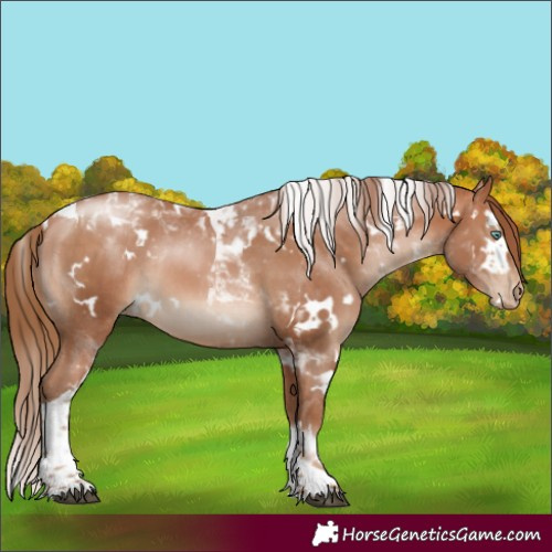 Horse Color:White Spotted Bay Pearl Tobiano Rabicano 