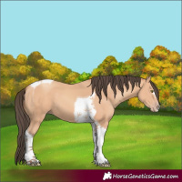 Horse Color:Amber Champagne Tobiano 