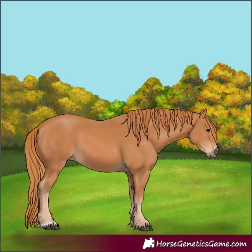 Horse Color:Chestnut 