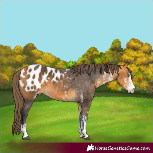Horse Color:White Spotted Buckskin Appaloosa 