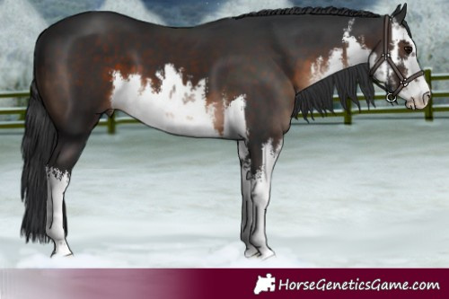 Horse Color:White Spotted Brown 